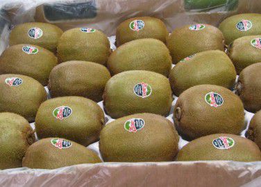 Kiwifruit 4